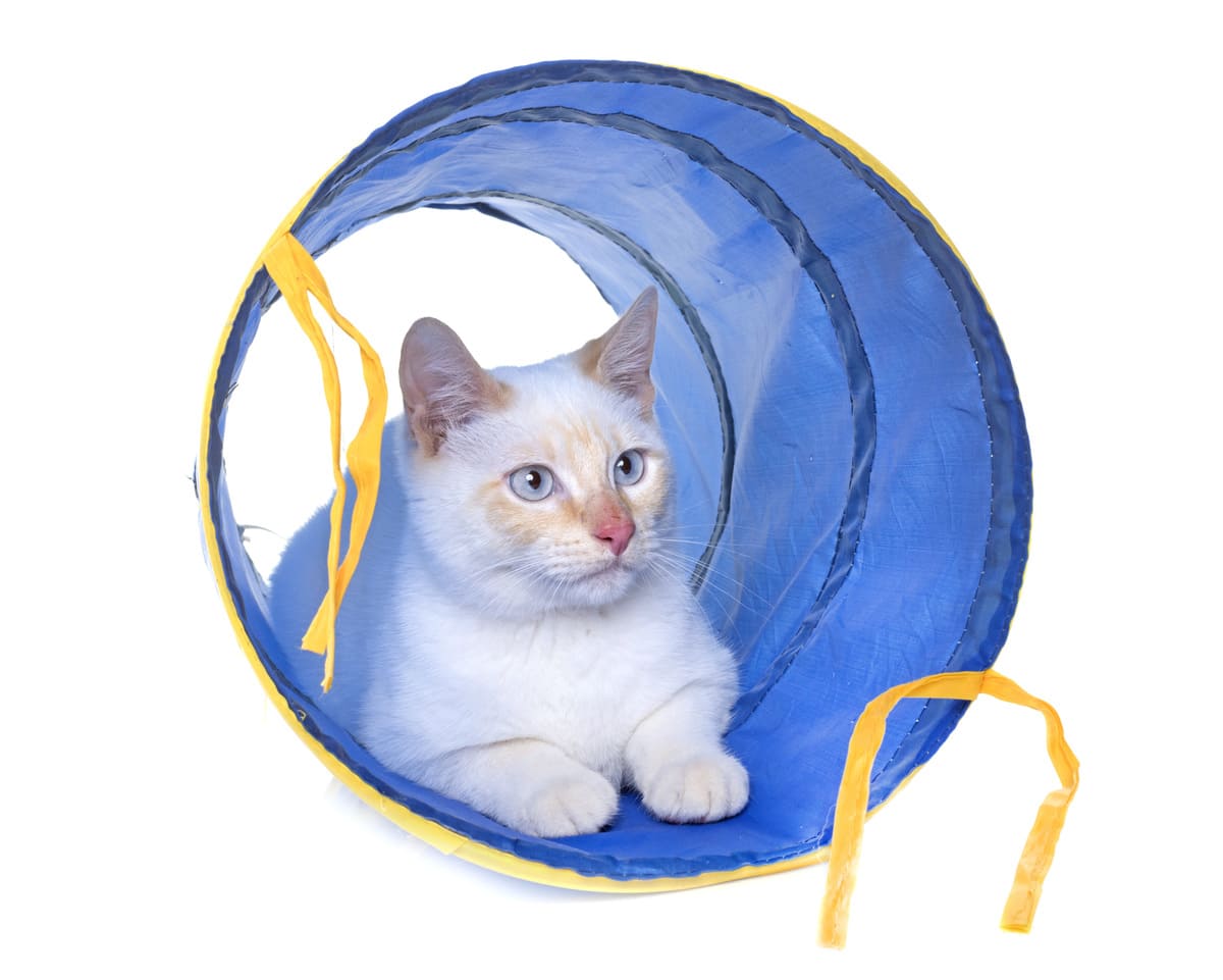 Foldable Cat Tunnel